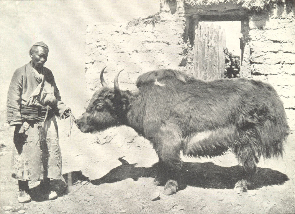 MAMMALS. Yak 1912 old antique vintage print picture
